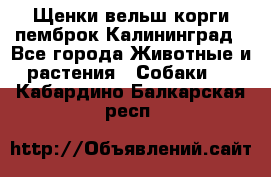 Щенки вельш корги пемброк Калининград - Все города Животные и растения » Собаки   . Кабардино-Балкарская респ.